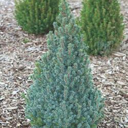 ��� ��������� "Sander Blue"