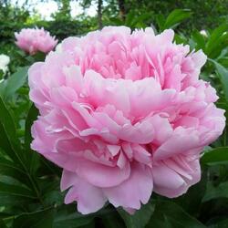 ���� ���������������� "Sarah Bernhardt"
