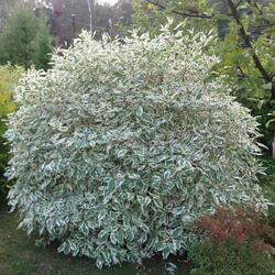 ����� ����� "Sibirica Variegata"
