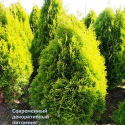 ��� �������� "Golden Smaragd"