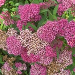 ������ �������� "Anthony Waterer"