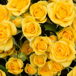 ���� ����� "Yellow Baby"