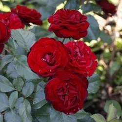 ���� ����� "Red Sensation"