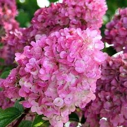 ���������  ����������� "Sundae Fraise"