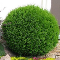 ��� �������� "Globosa"