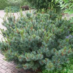 ����� �������� ����������� "Glauca"