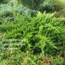 ������������ �������� "Tamariscifolia"