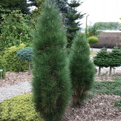 ����� ������ "Green �ower"