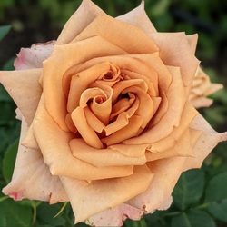 ���� �����-��������� "Toffee"