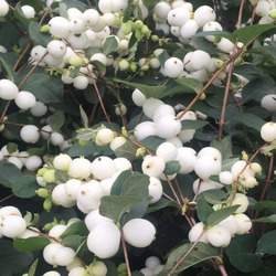 ������������� "White hedge"