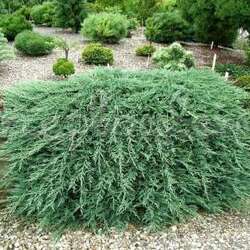 ������������ �������������� "Wiltonii"