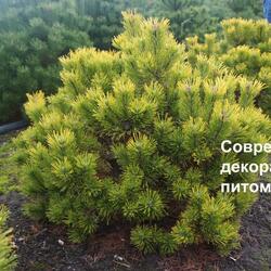 ����� ������ "Winter Gold"