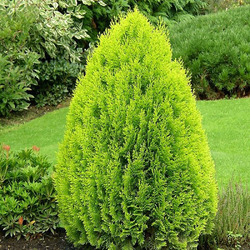 ��� ��������� "Aurea nana"