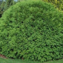 ��� ��������  "Woodwardi"