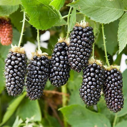 ������� "Karaka Black"
