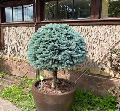 Ель колючая "Glauca Globosa" на штамбе